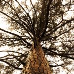 What Are You Looking At